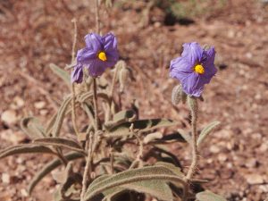 Solanum_plastisexum