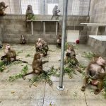 Baboons_PeaceablePrimatesSanctuary.jpg